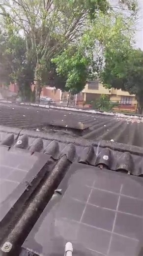 Árbol cae en la Av. Sur cerca de bomba Primax en Pereira