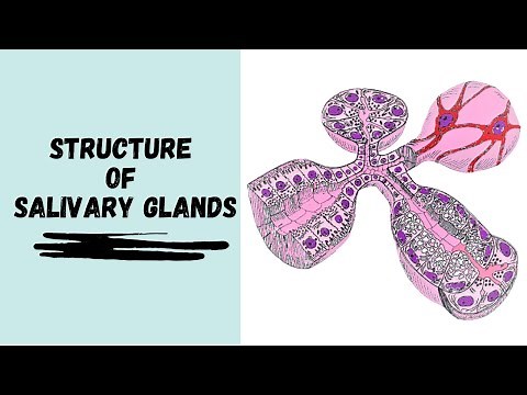 Structure of Salivary Glands