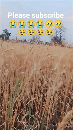 गेंहू का फसल | #youtubeshorts