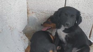 234K views · 10K reactions | ACTUALIZACIÓN 16.08.20 Adoptadas...