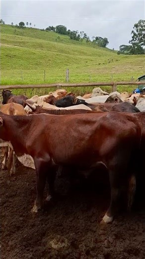 Uma pequena amostra da pecuária no Paraná.#brasil #fazenda #youtubeshorts #paraná #solo#farming 🇧🇷✨️