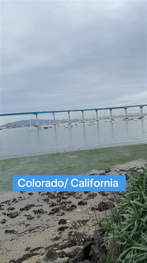 Raad Aliraqi (@raadaliraqi3)’s videos with seagull sounds - princess