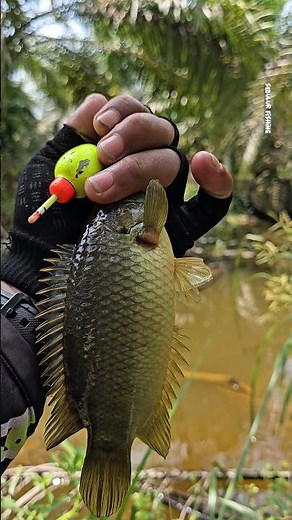 Real..!! This trench has a lot of jumbo crayfish #fishing #crayfishing #crayfish