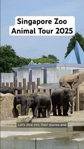 Singapore Zoo Animal Tour 2025: A Must-See Wildlife Experience!