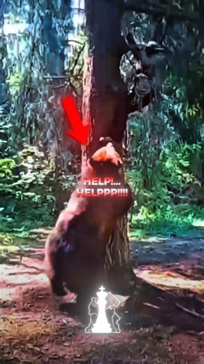 This Bear Climbs a Tree Chasing a Man!..😳 #shorts