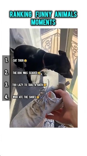 Ranking funny animals moments. 😹 #cutepets #funny #petsrule #cat #dog #fyp