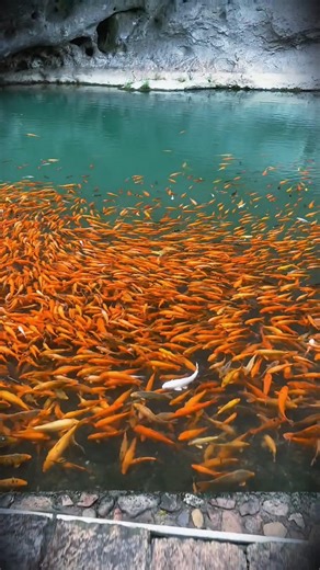 ARE golden fish collection😶‍🌫️🥶🫰