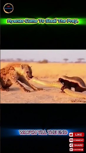 Can a Honey Badger Really Defeat a Giant Python? | Wildlife Survival Caught on Camera