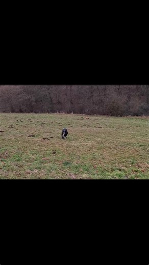 Adventures with Australian Shepherd Dogs