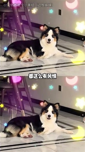 Unbelievable Three-Flower Dog Discovery