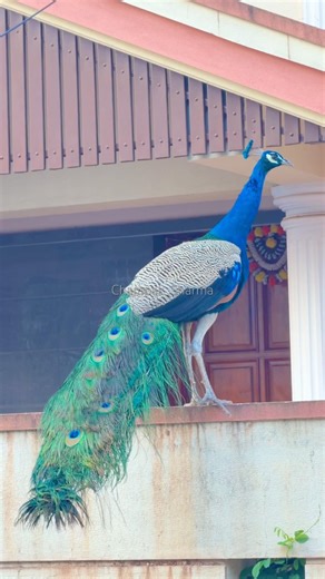 #PikuThePeacock #WildlifeResilience #GreenCover #VanishingNature #UrbanEcology #mangalore