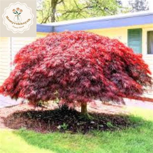 Dwarf Japanese Red Linear Leaf Maple Seeds Acer Palmatum Scolopendrifolium Bonsai Tree Rare Ornamental Patio Garden Plant - Etsy