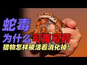 What is snake venom and why it can be used in medicine