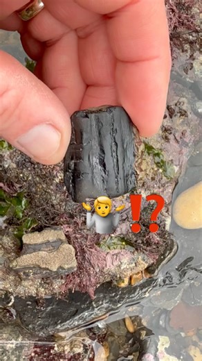 Fossil “Sea Dragon,” Jaw Surprise😳⁉️#fossilhunter#rockhounding#beachfinds