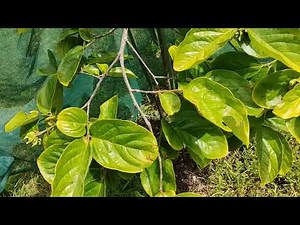 Fuyu persimmon - how to transplant from pot to ground