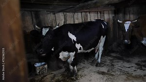 Side view of two adult domestic cow standing and eating in dark cowshed at night. Real time handheld video. Soft focus. Organic traditional dairy farm theme.