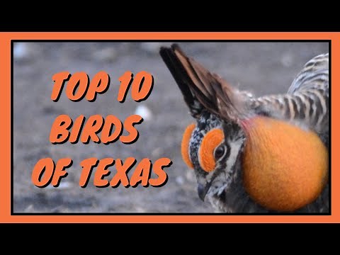 Top 10 Birds of Texas