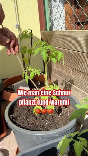 🍅 Der Trick mit der Schnur - Tomaten stabil stützen