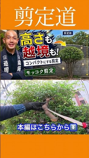 How to Prune Mokkoku to Control Height and Overgrowth #GardenTreeCare #CuttingBack #PruningTips #...