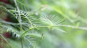 Raindrops on green leafs - close up. Gentle breeze blowing through the leafs. Shallow depth of field Nature, springtime, concept. Quamoclit pennata.