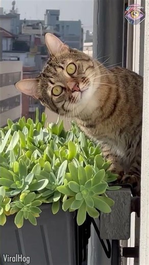 When Your Neighbor Stares Into Your Soul 👁️👁️