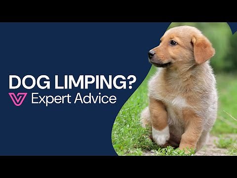 My Dog Is Limping: Back Leg, Front Leg & What to Do