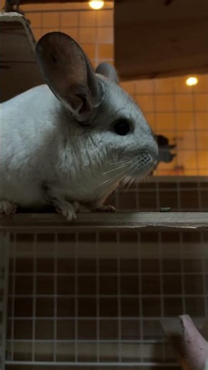 おちりの誕生日！🎉 #チンチラ #chinchilla #龍貓#チンチラのいる暮らし#チンチラの家に人がいる