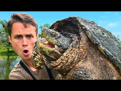 Catching the Biggest Snapping Turtles Ever!