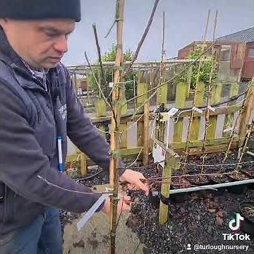 How to prune/ train a young Apple tree 🌳 🍎🍏