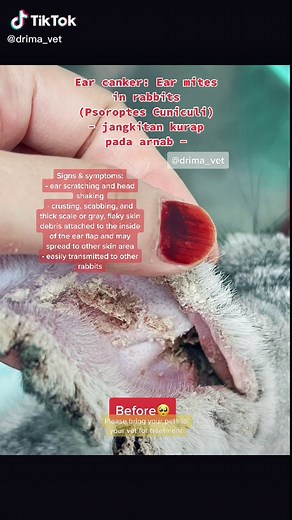 Understanding and Treating Ear Mites in Rabbits