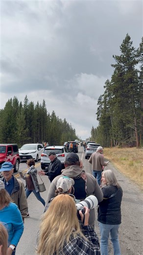 These elk were causing quite the jam in Yellowstone a couple of weeks ago. #fblifestyle #elk #elkrut | Holm On The Range