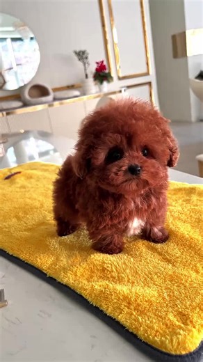 TEA-CUP PUPPIES FOR ADOPTION (@teacupdogs3)’s videos with original sound - TEA-CUP PUPPIES FOR ADOPTION