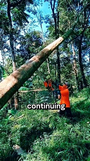 cut down the hanging tree #chainsaw #wood #feedshorts #woodworking