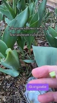 Properly cutting a tulip flower influences flowering the following year. #tulip #fertilization