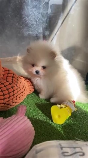 Petit mâle crème blanc , taille nain.#pet #dog #dogsoftiktok #pomeranian #spitz