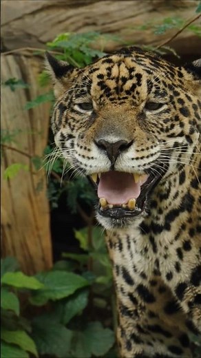 🐆 Amazing Amazon Animals You Need to See! 🌿 #wildlife #nature #amazon