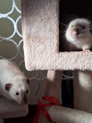 Caring for Your Pet Rat: Essential Tips and Advice