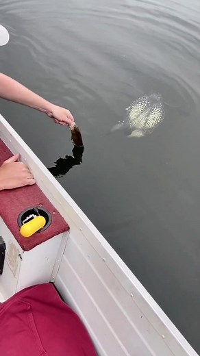 The ending was UNREEL! 😳 #fishing #minnesota #minnesotacheck #flyfishing #screammovie