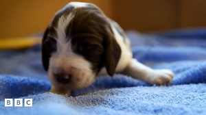 Meet The Pups - First Steps