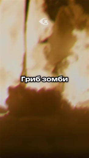 Understanding Zombie Fungus: A Fascinating Science Phenomenon