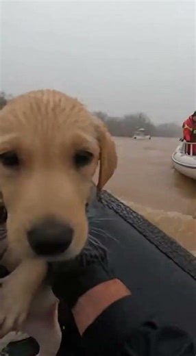 Little Labrador Puppy Hugging Tree Saved by Kayaker Moments Before Attack
