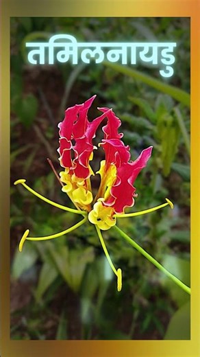 Part-2 India Ke State Plants! State Wise National Flowers of India #StateFlowers #infobyneetupal