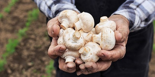 Should You Wash Mushrooms? A Chef Settles the Debate