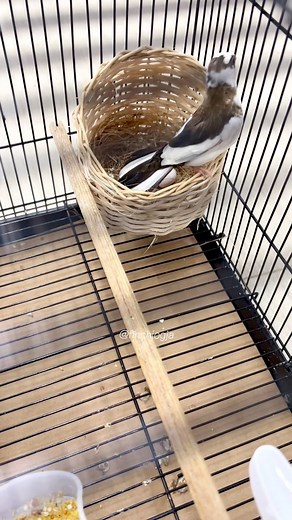 96 reactions · 5 comments | Entrusting zebra finch eggs to society finches. This is one of the fastest and most effective ways to breed zebra finches and other finch species, by letting society finches foster the eggs until they hatch. #finch #zebrafinch #societyfinch #birdbreeding #avianlife #finchlover #birdsoftheworld | Indra Prihantoro | Facebook