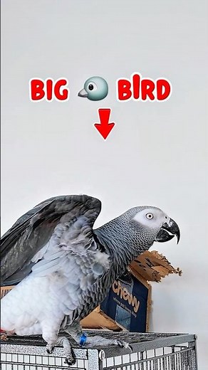 This parrot has rizz 😭🦜 (African Grey Baby Zeus Real Parrot Voices)
