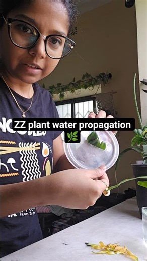 How to propagate ZZ plant in water 🌿 #shorts