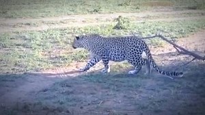 The way a cheetah hunts its prey #animals #wildanimals #animalsnews | All Fishing Life