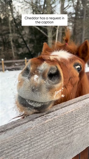 Home At Last Farm (Miniature Equine Rescue) on Instagram: "Hi friends. It’s Cheddar. Macaroni’s best friend. Back in December you all absolutely spoiled the herd. Stuffin got his chopped alfalfa, stockings were overflowing, and we felt very loved and very festive. Small but important note from me: that alfalfa was for Stuffin. My body politely but firmly says no thank you to alfalfa and also no thank you to regular hay. My teeth are mostly here for decoration now, and I have some medical rules t