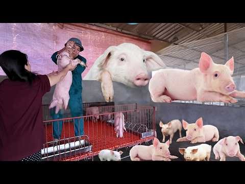 Leaving the City to Build a Pig Farm The Hard First Steps Rural Life