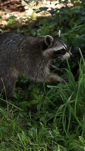2.2K views · 56 reactions | Caught in 4K enjoying the good life. 劣 Who knew snack time could be this dramatic?  | Triple D Wildlife | Facebook